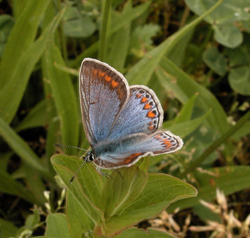 Réf. 2 100 : Polyommatus icarus