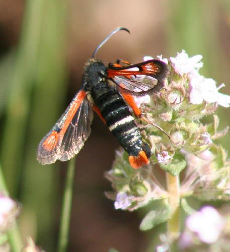 Pyropteron chrysidiformis