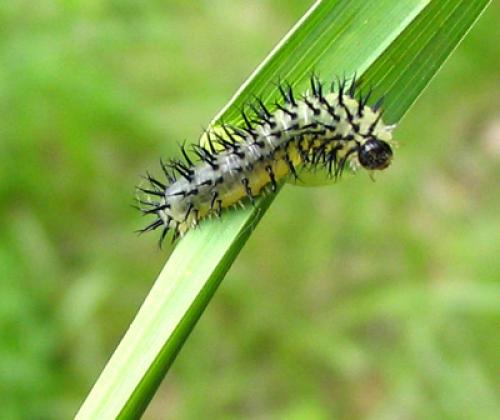 Réf. 2 006 : Periclista pubescens