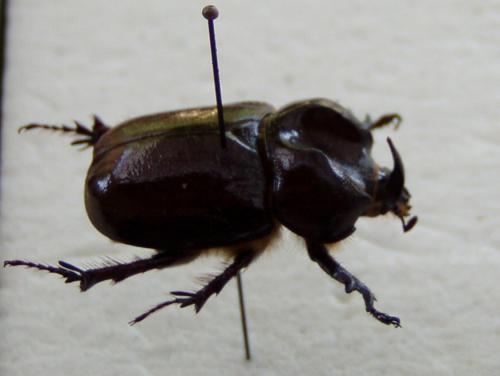 Phyllognathus excavatus