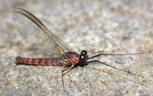 Epeorus sp.