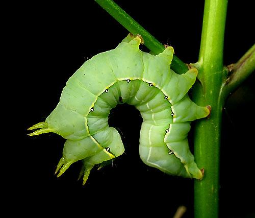 Asteroscopus sphinx