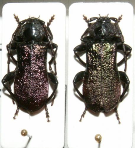 Ropalopus ungaricus