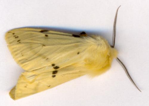 Spilosoma lutea