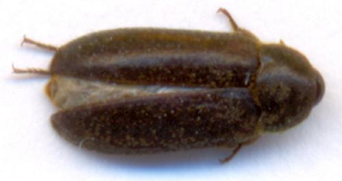 Dermestes peruvianus