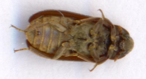 Dermestes peruvianus