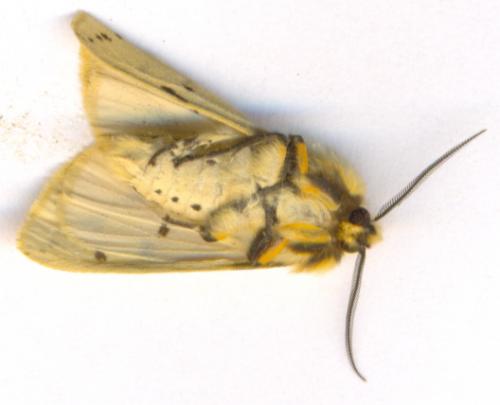 Spilosoma lutea