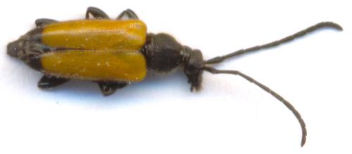 Réf. 2 959 : Stictoleptura fulva