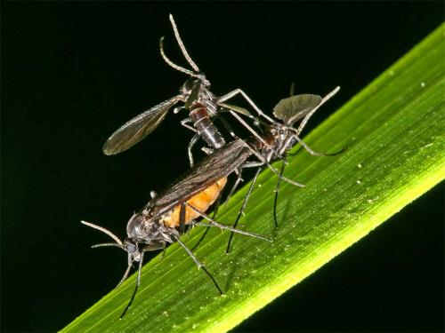 Sciara sp.