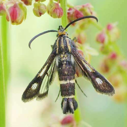 Réf. 2 133 : Chamaesphecia sp.