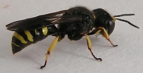 Réf. 2 810 : Ectemnius continuus punctatus