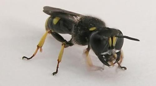 Réf. 2 811 : Ectemnius continuus punctatus
