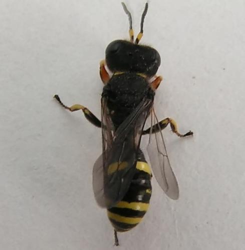 Réf. 2 812 : Ectemnius continuus punctatus