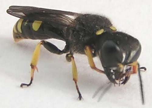 Ectemnius continuus punctatus