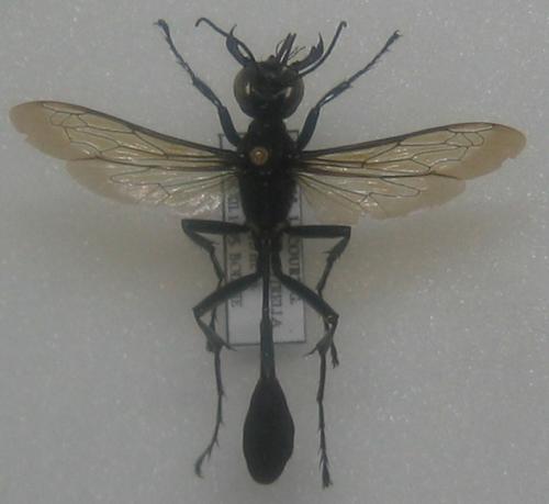 Ammophila sp.