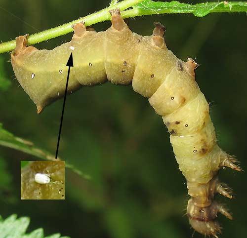 Amphipyra pyramidea
