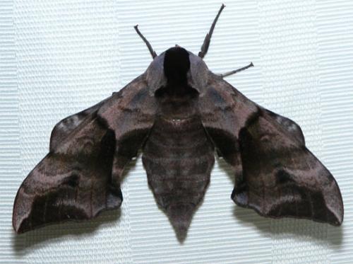 Réf. 2 017 : Smerinthus ocellata