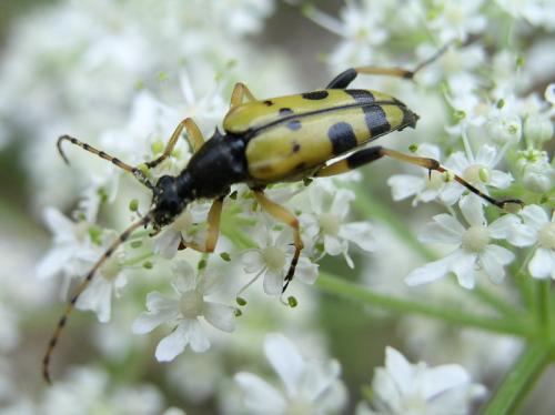 Réf. 2 137 : Rutpela maculata