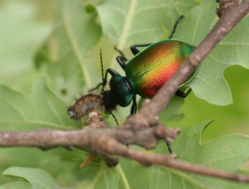 Calosoma sycophanta