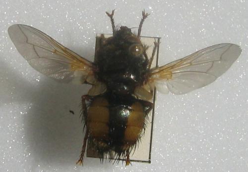 Tachina fera