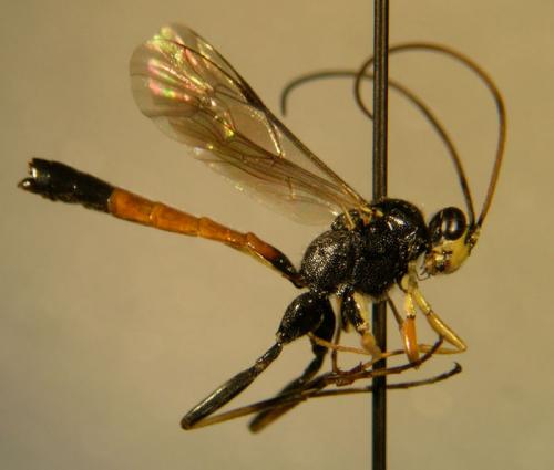 Syzeuctus bicornis