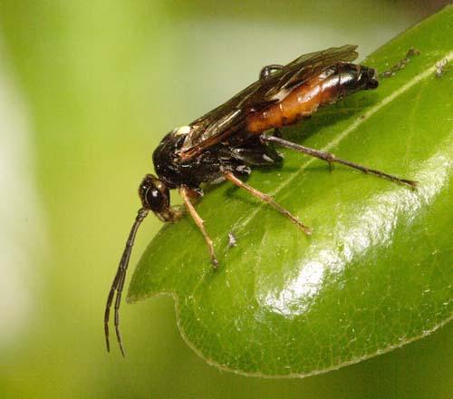 Réf. 2 190 : Tenthredopsis sp.