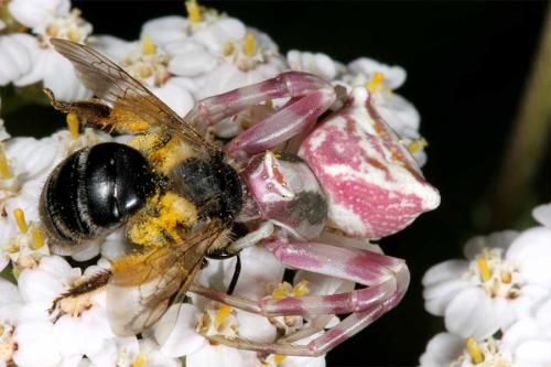 Andrena sp.