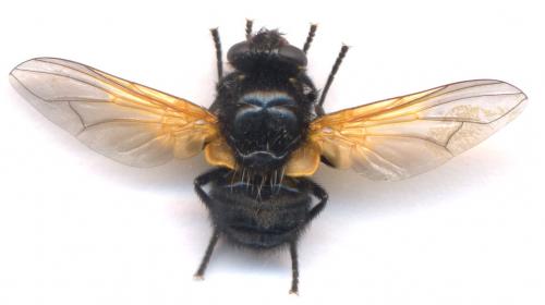 Mesembrina meridiana