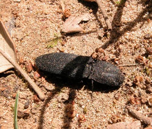 Réf. 2 532 : Lacon punctatus