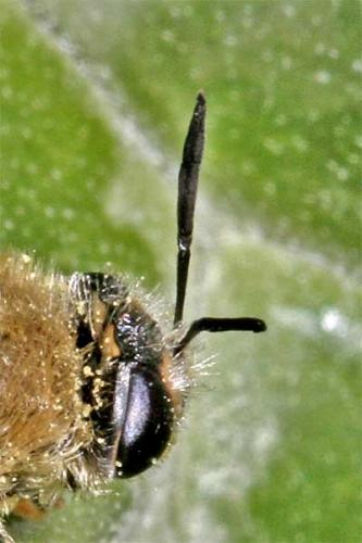 Stratiomys longicornis