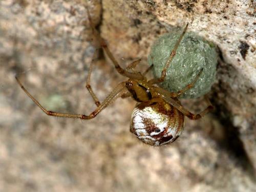 Réf. 2 473 : Phylloneta sp.
