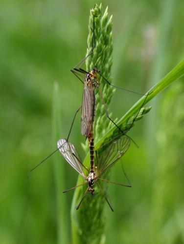 Nephrotoma appendiculata