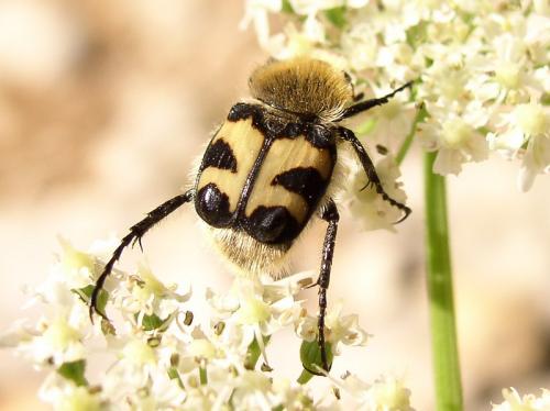 Trichius fasciatus