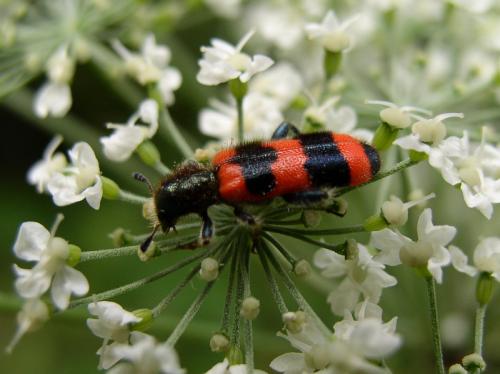Trichodes apiarius
