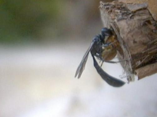 Trypoxylon sp.