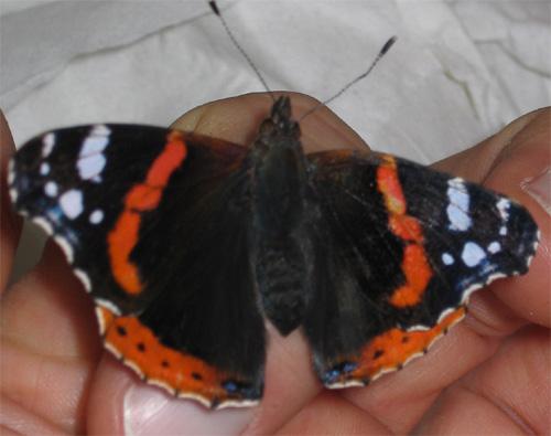Réf. 2 130 : Vanessa atalanta