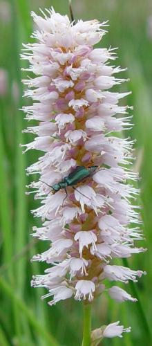 Réf. 2 536 : Malachius sp.