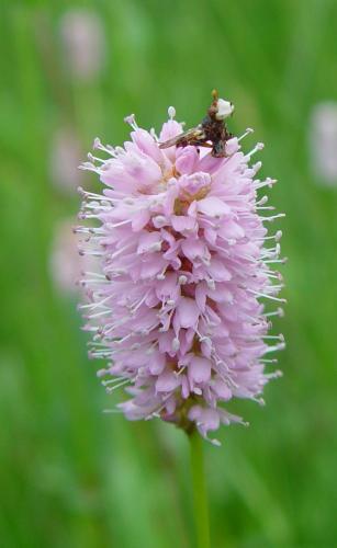 Myopa sp.