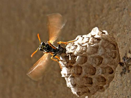 Polistes sp.
