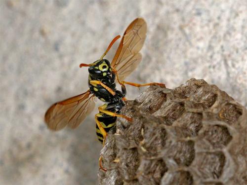 Polistes sp.