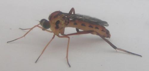 Vermileo vermileo