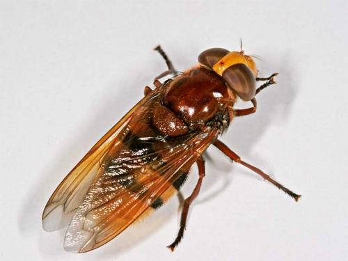 Volucella zonaria