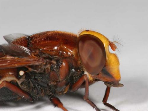 Volucella zonaria