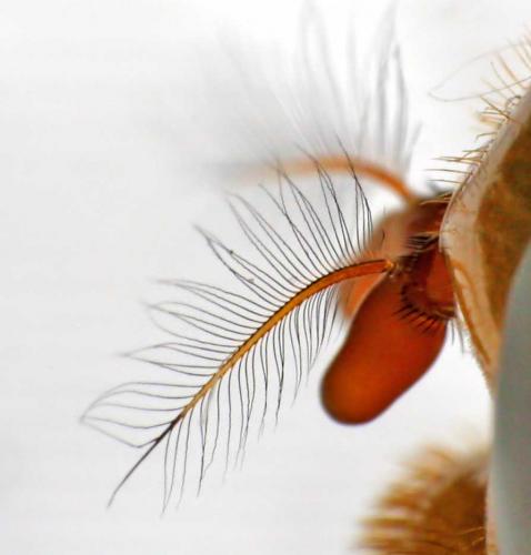 Réf. 2 782 : Volucella zonaria