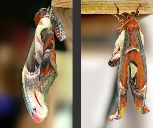 Attacus atlas
