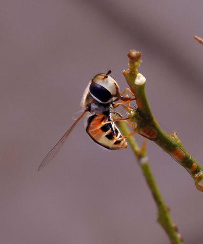 Réf. 2 355 : Eupeodes sp.