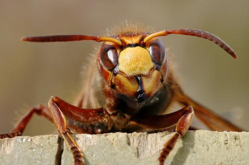 Réf. 2 357 : Vespa crabro