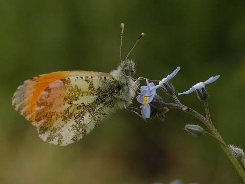 Réf. 2 070 : Anthocharis cardamines