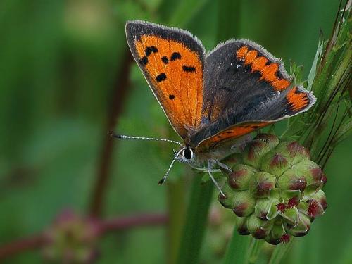 Lycaena phlaeas