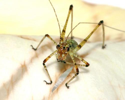 Phaneropterinae
